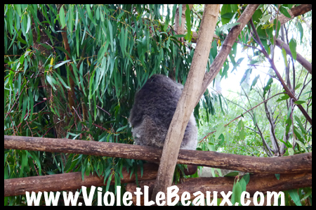 VioletLeBeaux-Melbourne-Zoo-1030300_1362 copy